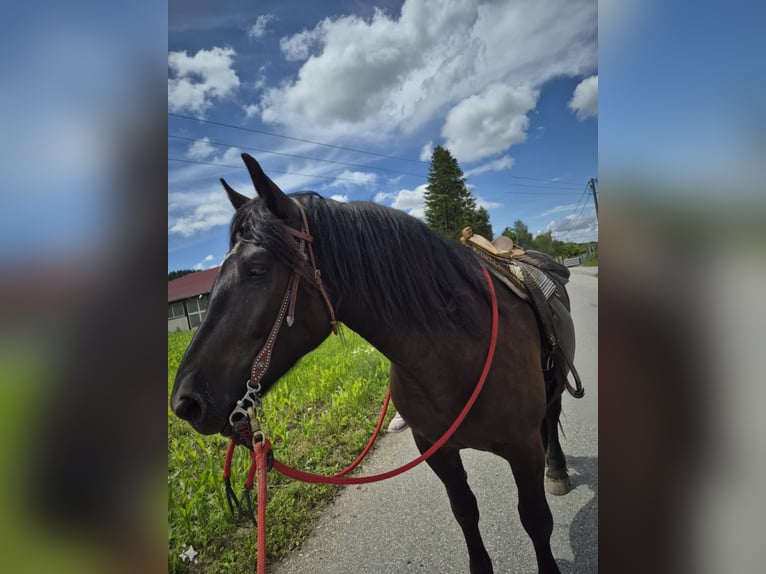 Noriker Mare 4 years 15,1 hh Black in Waging am See