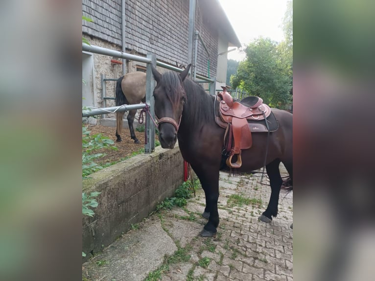 Noriker Mare 4 years 15,1 hh Black in Waging am See