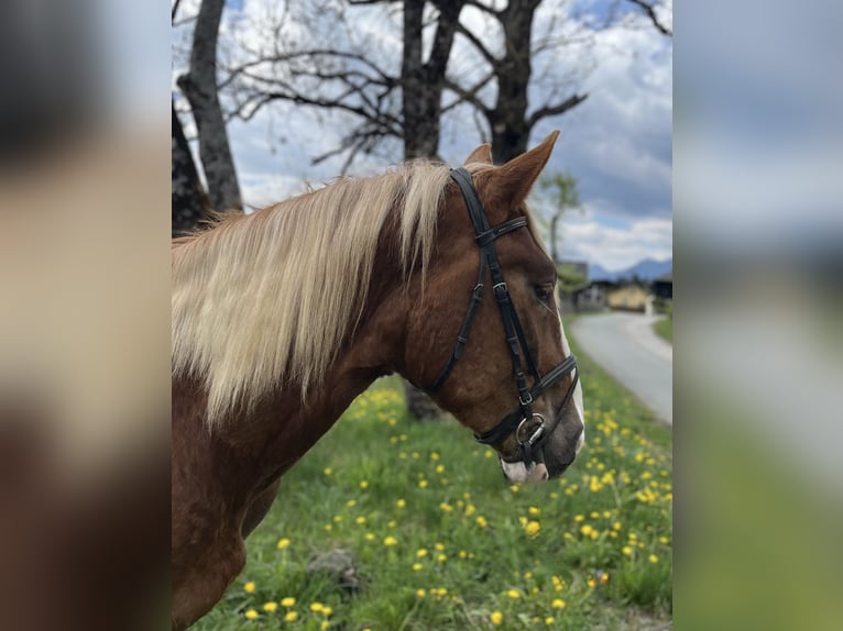 Noriker Mare 4 years 15,1 hh Chestnut in Nötsch