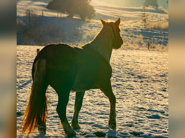 Noriker Mare 4 years 15,3 hh Chestnut in Scheidegg