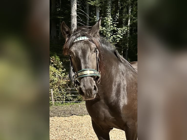 Noriker Mare 4 years 16,1 hh Black in Abtenau