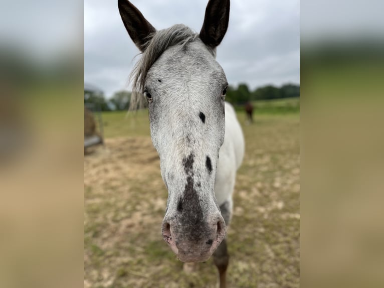 Noriker Mare 4 years 16,2 hh Leopard-Piebald in Dassel