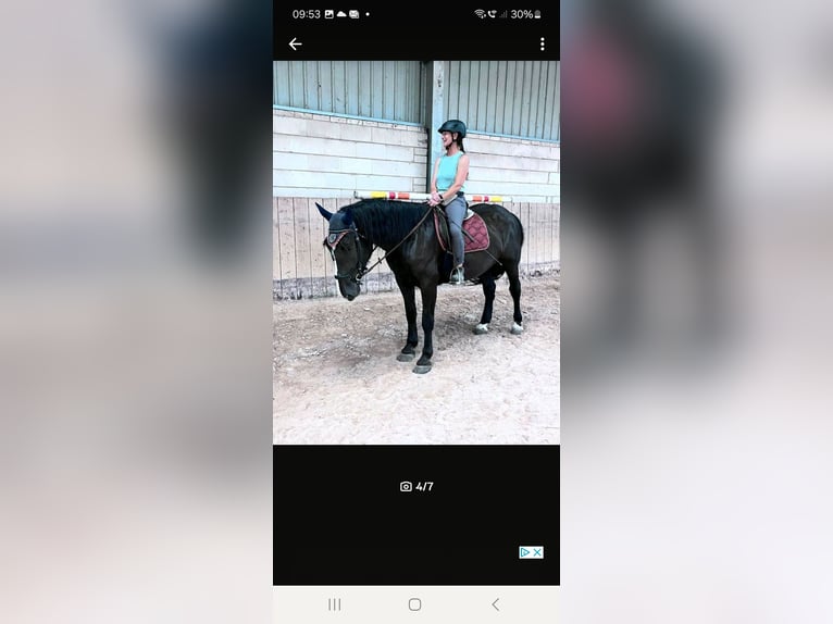 Noriker Mare 4 years 16 hh Black in Kirchheimbolanden