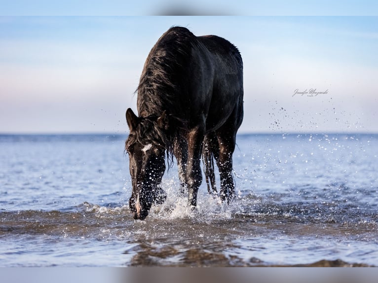 Noriker Mare 4 years 16 hh Black in Rellingen