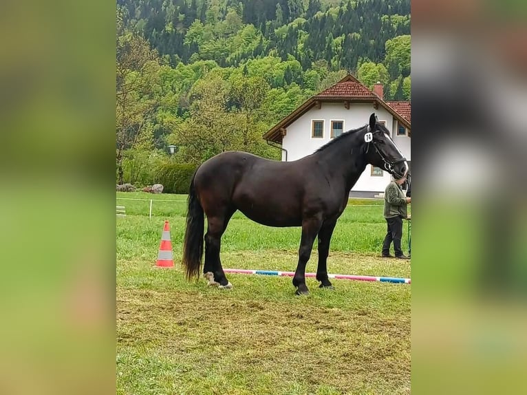 Noriker Mare 4 years 16 hh Black in Nötsch