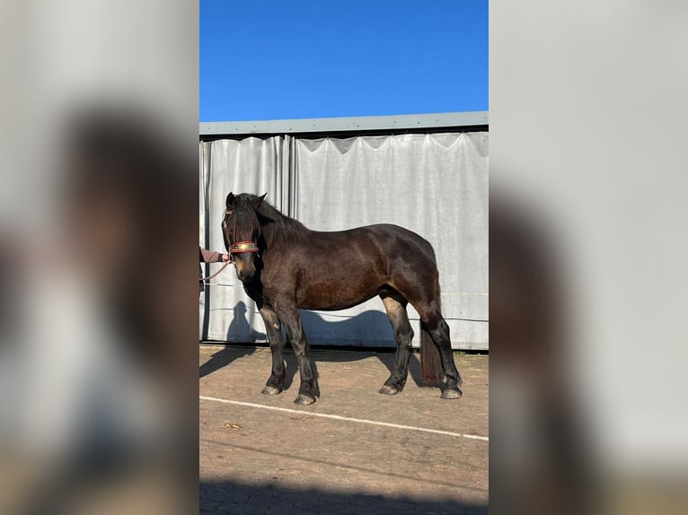 Noriker Mare 4 years 16 hh Brown in Daleiden