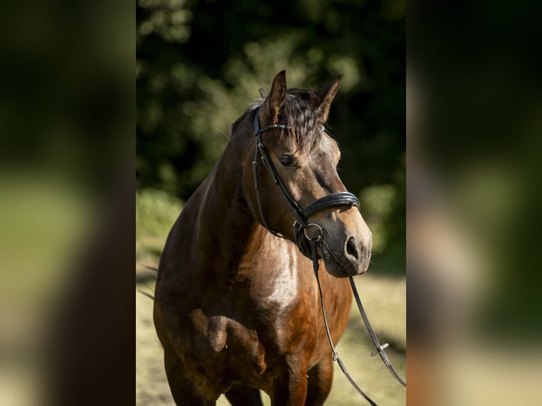 Noriker Mare 4 years 16 hh Brown in Braunau am Inn