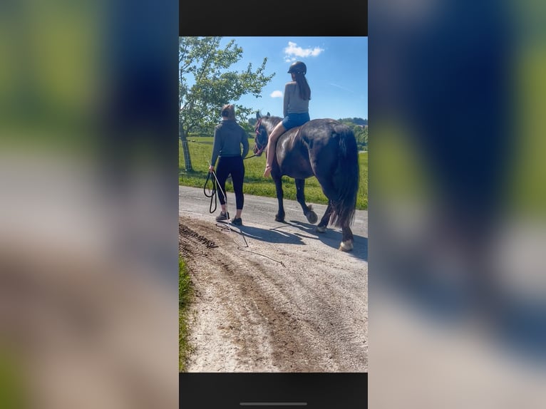 Noriker Mare 4 years 16,1 hh Black in Obertrum am See