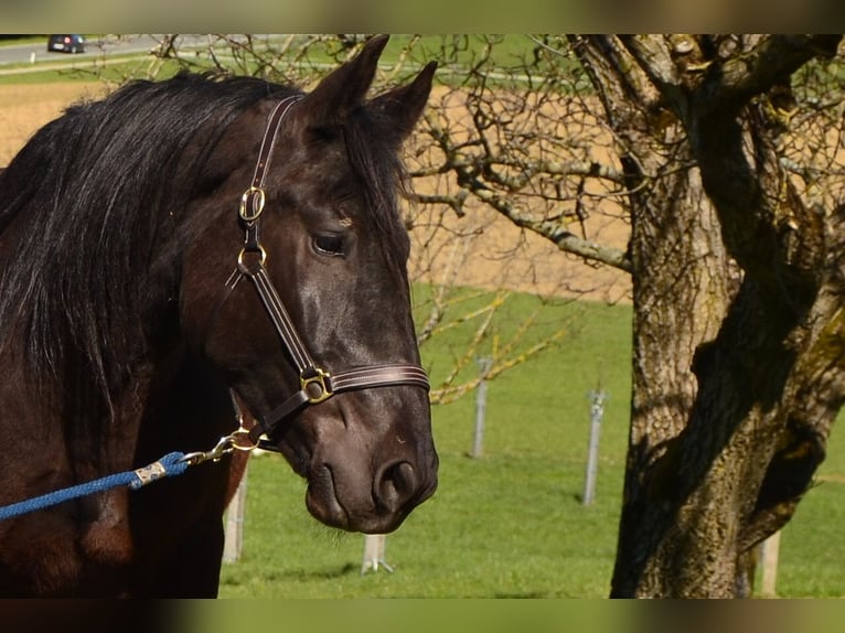 Noriker Mare 4 years 16,1 hh Black in Obertrum am See
