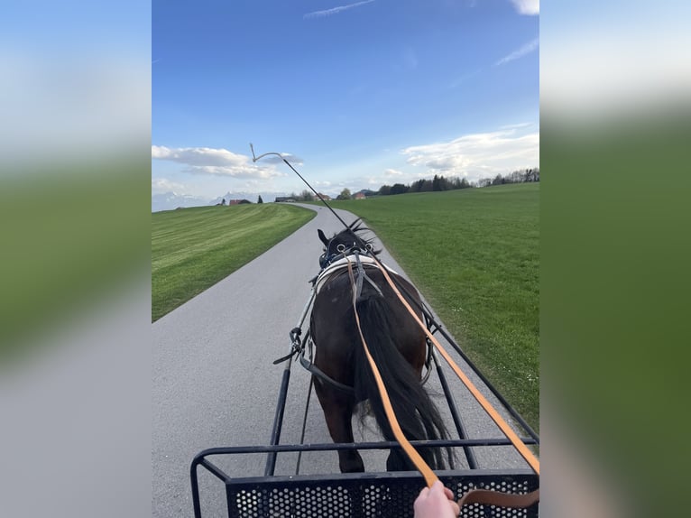 Noriker Mare 4 years 16,1 hh Black in Obertrum am See