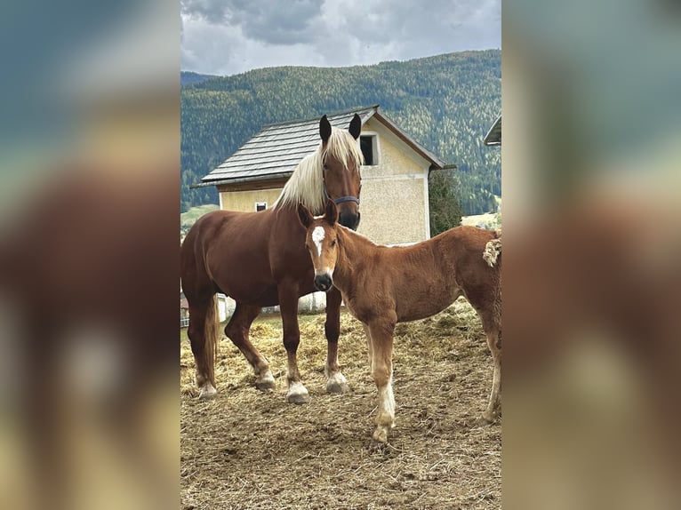 Noriker Mare 4 years 16,1 hh Chestnut-Red in Sankt Margarethen im Lungau