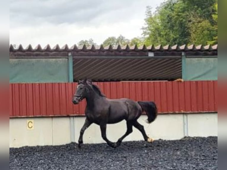 Noriker Mare 4 years Black in Niederzier