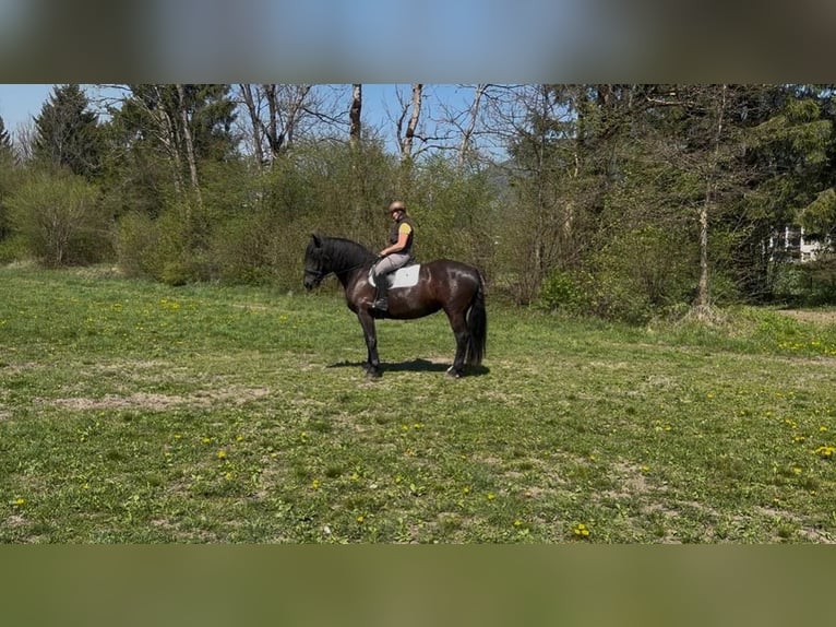 Noriker Mare 4 years Black in St. Daniel