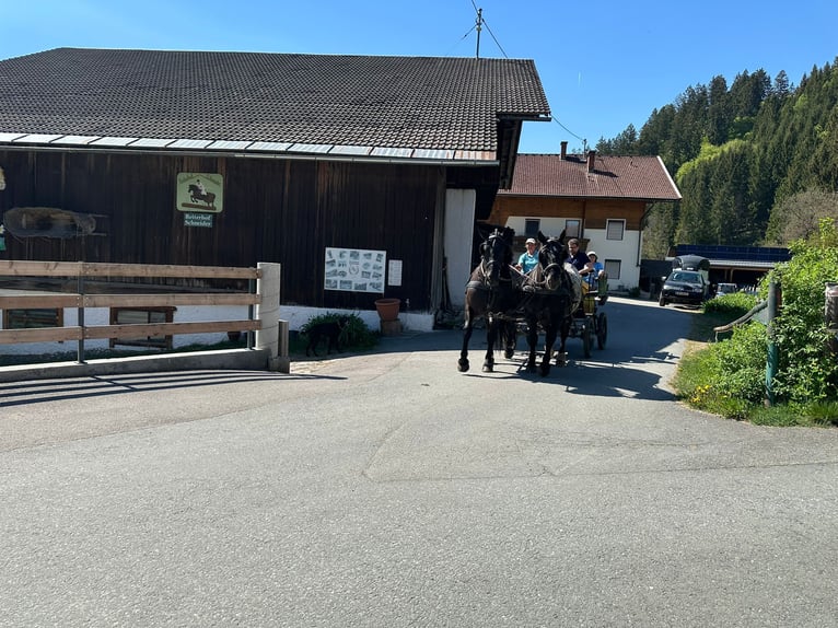 Noriker Mare 4 years Black in St. Daniel