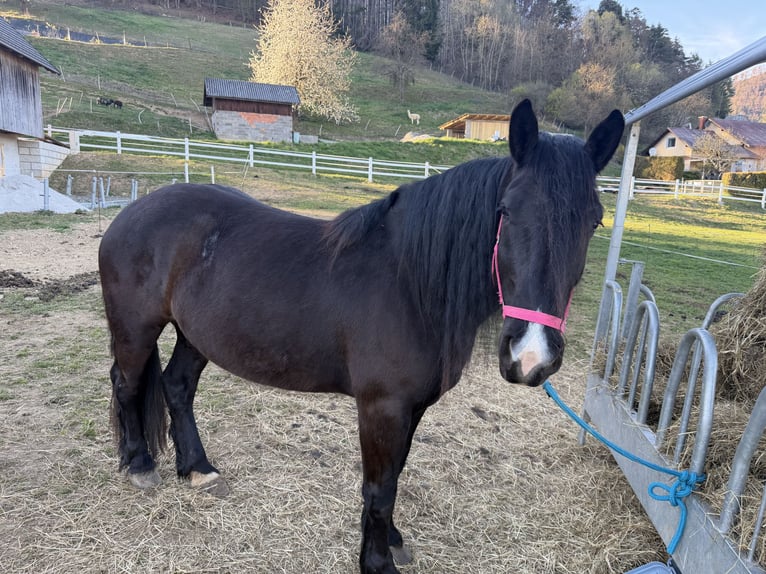 Noriker Mare 4 years Black in St.Nikolei
