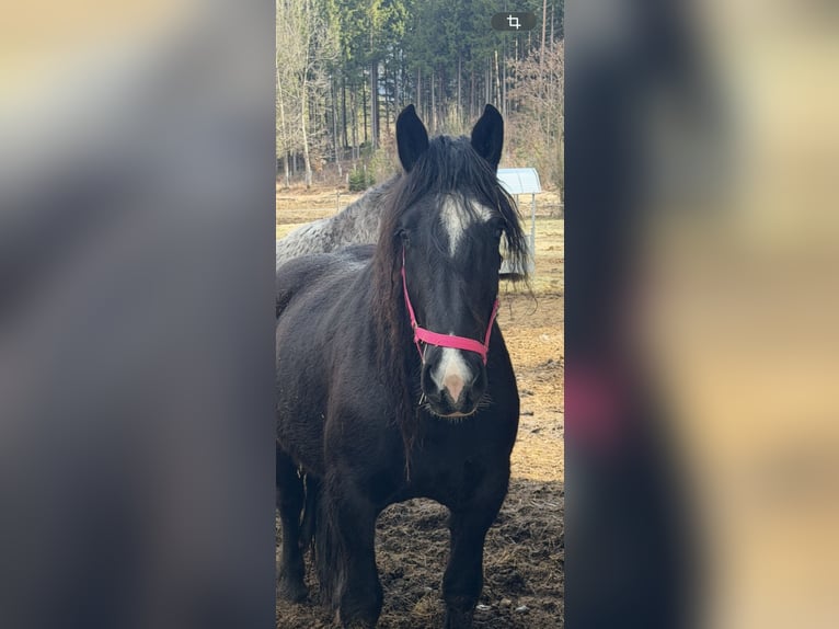 Noriker Mare 4 years Black in St.Nikolei