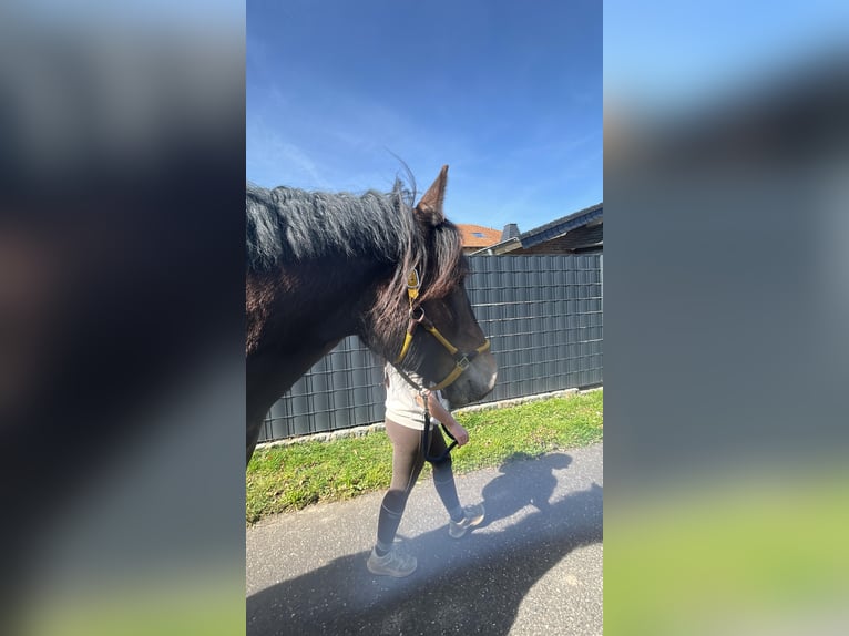 Noriker Mare 4 years Brown in Heinsberg