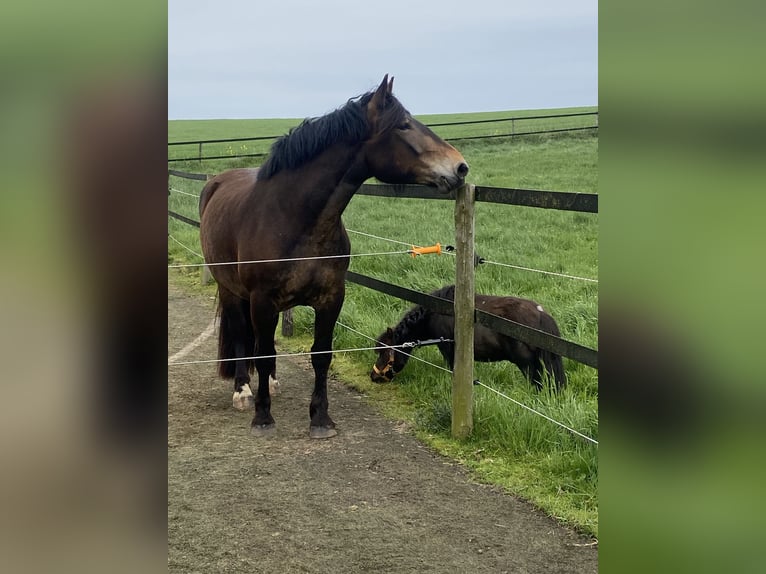 Noriker Mare 4 years Brown in Heinsberg