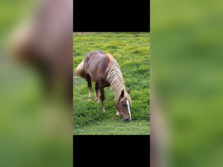 Noriker Mare 4 years Chestnut in Klettgau