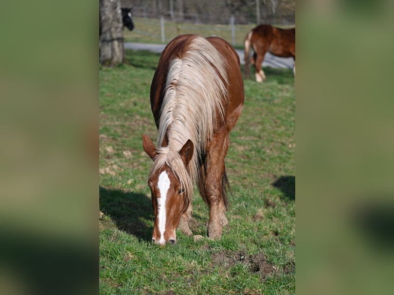 Noriker Mare 4 years Chestnut in Klettgau