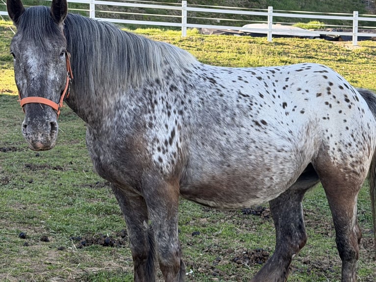 Noriker Mare 4 years Pinto in St.Nikolei