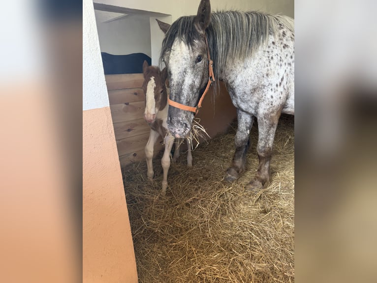 Noriker Mare 4 years Pinto in St.Nikolei