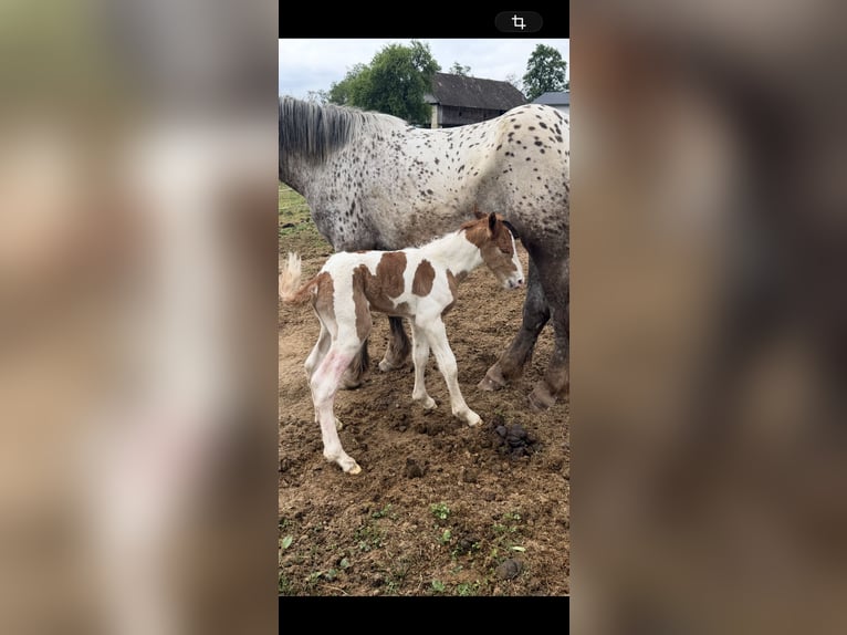Noriker Mare 4 years Pinto in St.Nikolei