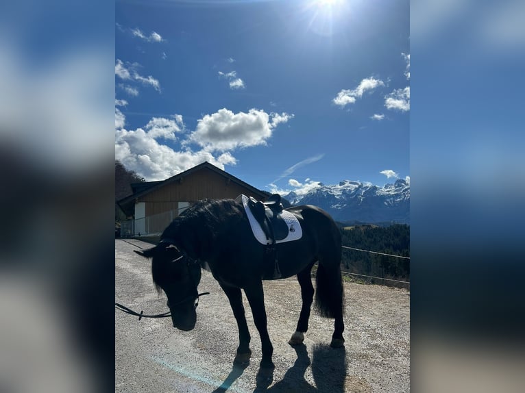 Noriker Mare 5 years 15,2 hh Black in Peine