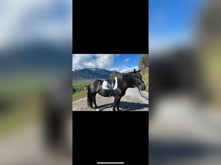 Noriker Mare 5 years 15,2 hh Black in Peine