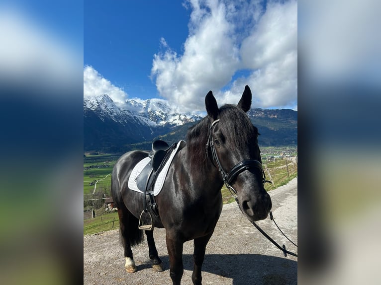 Noriker Mare 5 years 15,2 hh Black in Peine