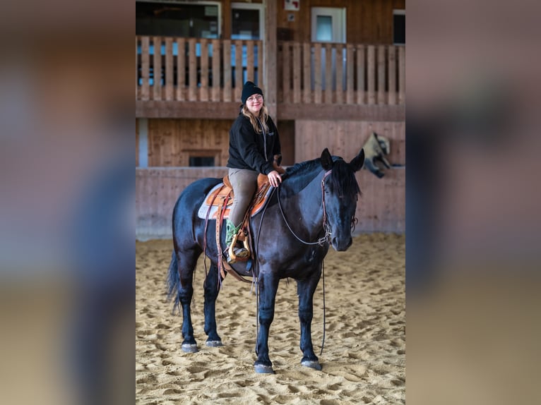 Noriker Mare 5 years 15,2 hh Black in Götzis