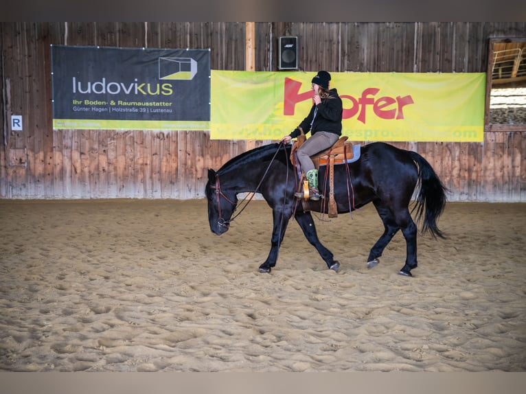 Noriker Mare 5 years 15,2 hh Black in Götzis