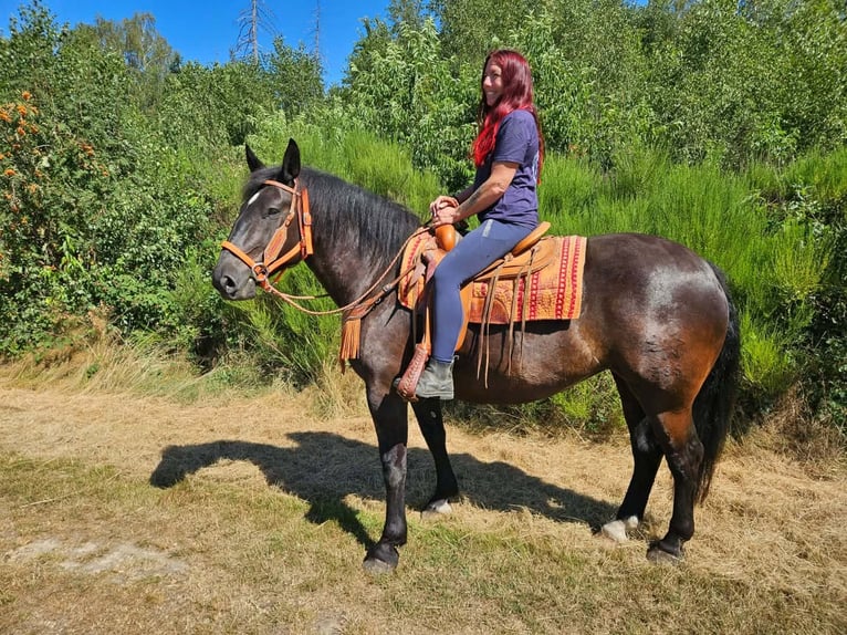 Noriker Mare 5 years 15.3 hh Black in Linkenbach