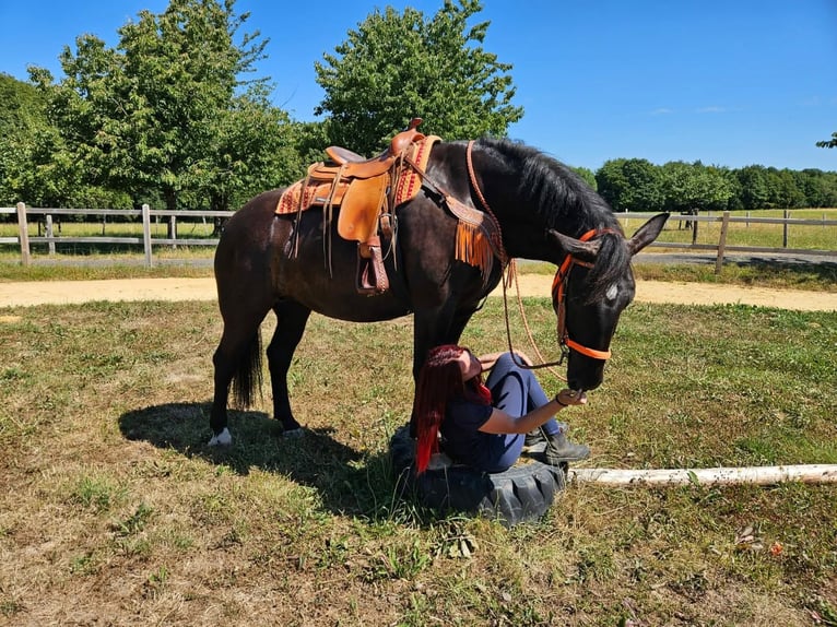 Noriker Mare 5 years 15.3 hh Black in Linkenbach