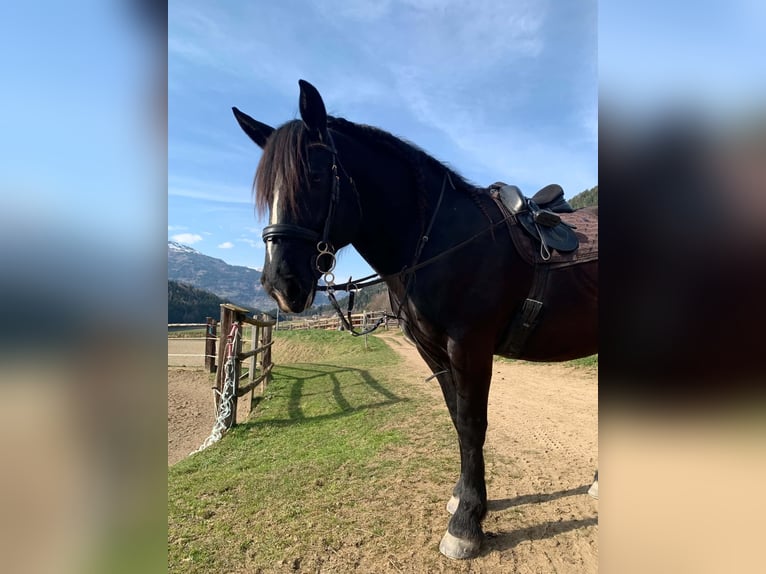 Noriker Mare 5 years 15.3 hh Black in Seeboden am Millstätter See