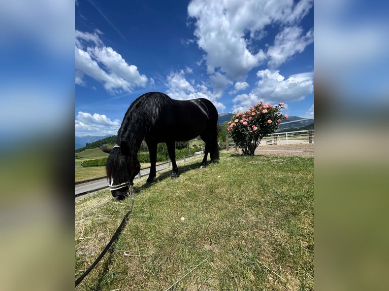 Noriker Mare 5 years 15.3 hh Black in Seeboden am Millstätter See