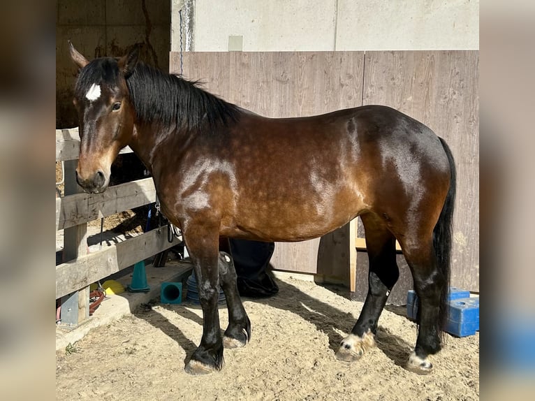 Noriker Mare 5 years 15,1 hh Brown in Ischgl