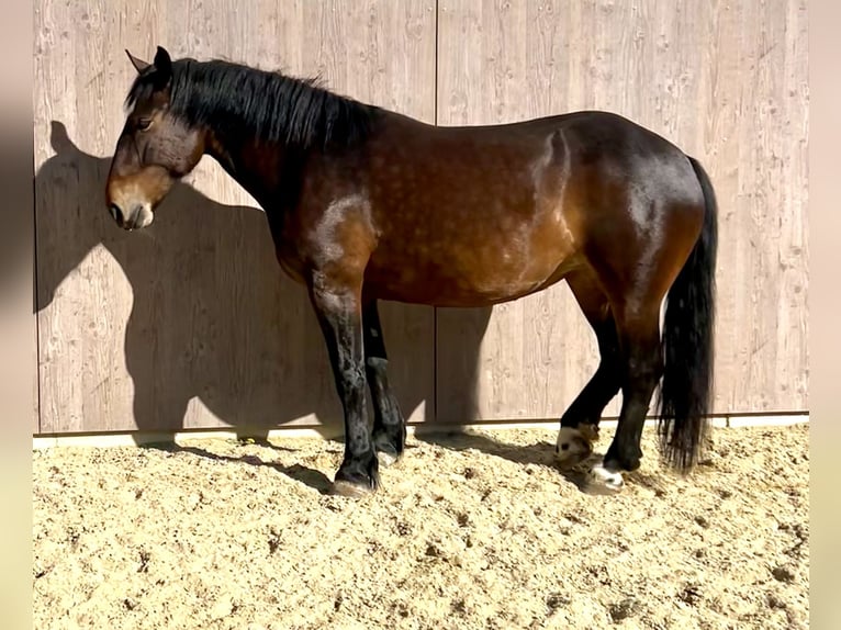 Noriker Mare 5 years 15,1 hh Brown in Ischgl