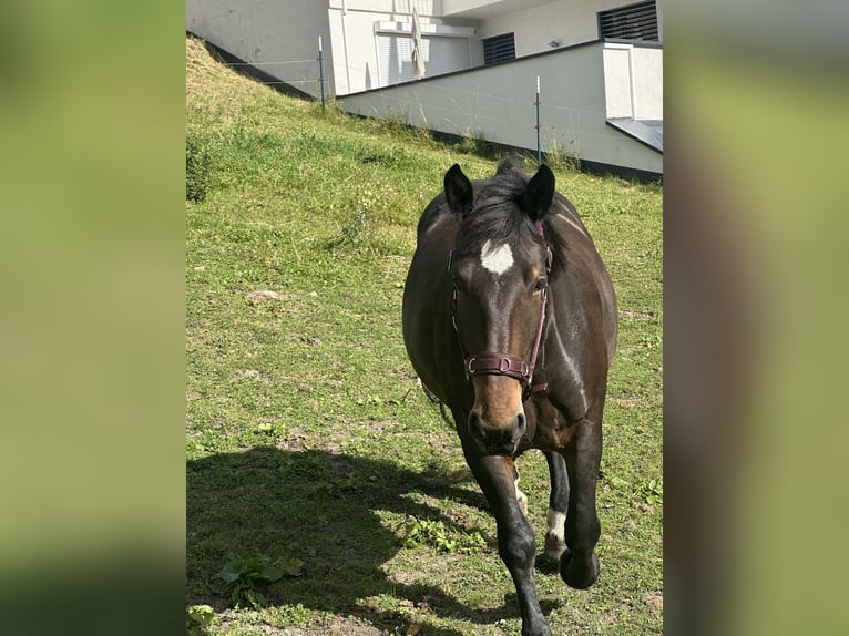 Noriker Mare 5 years 15,2 hh Chestnut in Landeck