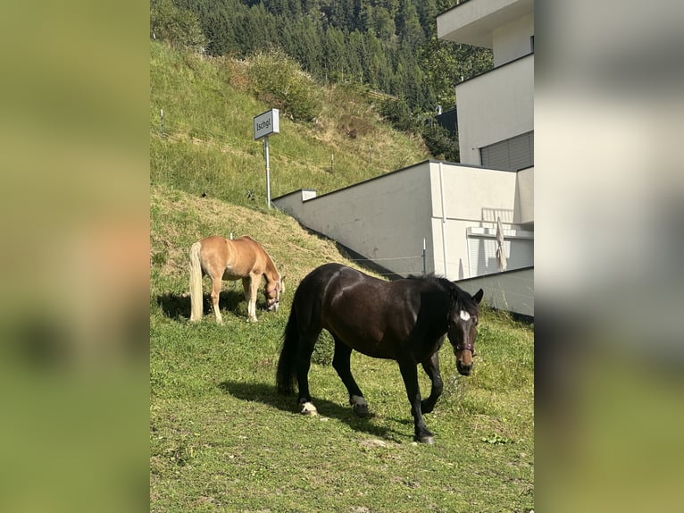 Noriker Mare 5 years 15,2 hh Chestnut in Landeck