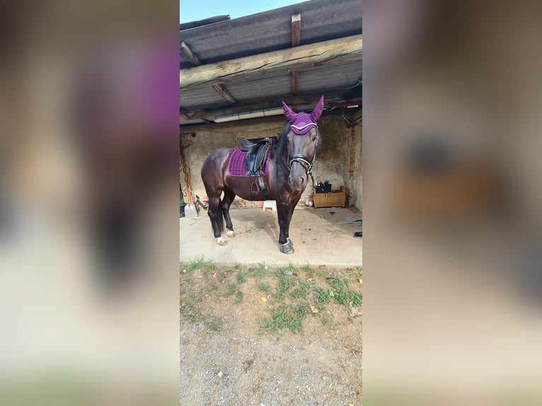 Noriker Mare 5 years 16,1 hh Black in Mitterfeld