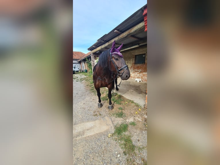 Noriker Mare 5 years 16,1 hh Black in Mitterfeld