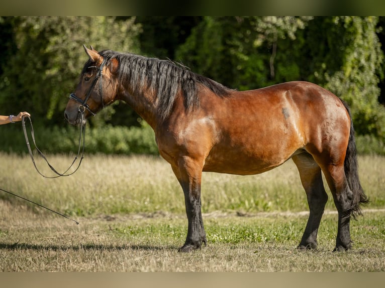 Noriker Mare 5 years 16 hh Brown in Braunau am Inn