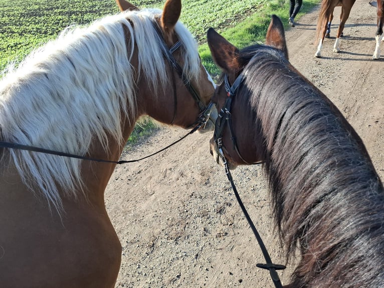 Noriker Mare 5 years 16 hh Chestnut-Red in Apetlon