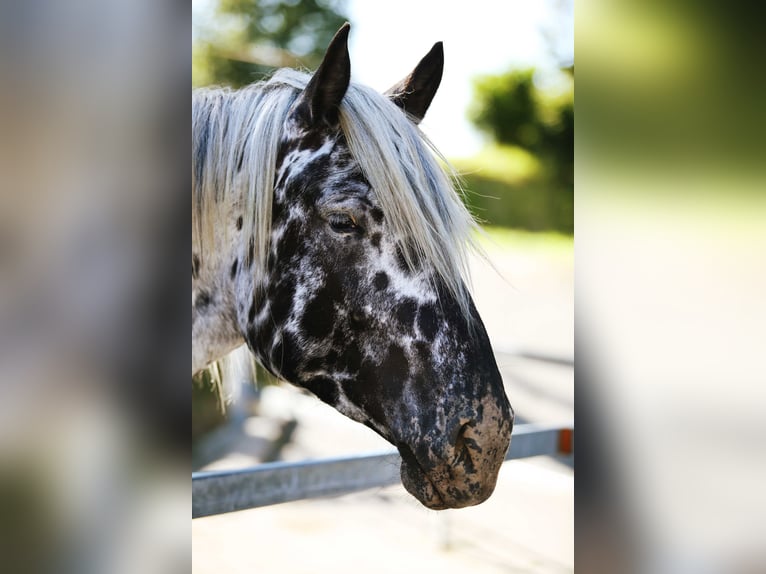 Noriker Mare 5 years 16 hh Leopard-Piebald in Bad Camberg