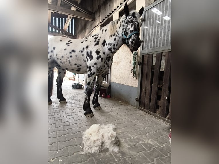 Noriker Mare 5 years 16 hh Leopard-Piebald in Bad Camberg