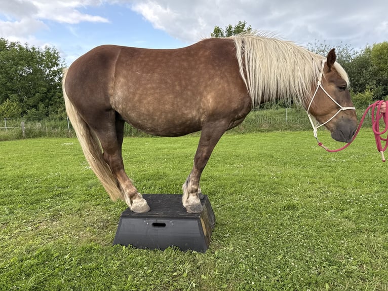 Noriker Mare 5 years 16,1 hh Chestnut in Hasselberg