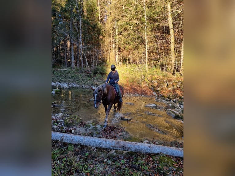 Noriker Mare 5 years 16,2 hh Chestnut-Red in LeithenThalgau