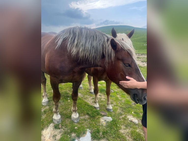 Noriker Mare 5 years 16,2 hh Chestnut-Red in LeithenThalgau