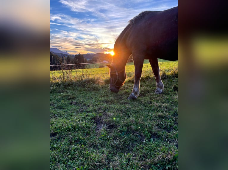 Noriker Mare 5 years 16,2 hh Chestnut-Red in LeithenThalgau
